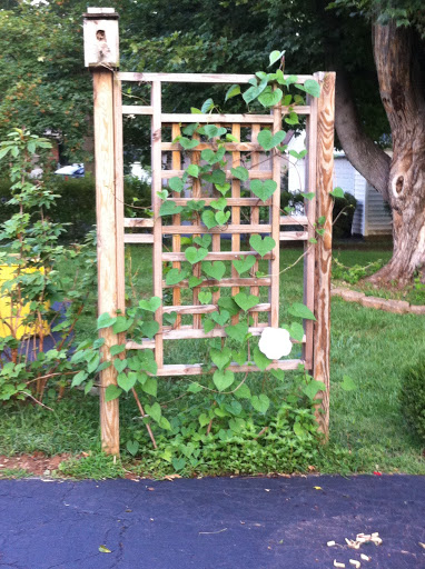 Beautiful Garden Trellis Ideas from Simple to Complex